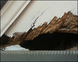 Squirrel damage in Elkton VA