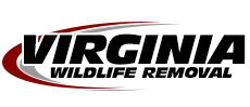 Elkton Wildlife Removal
